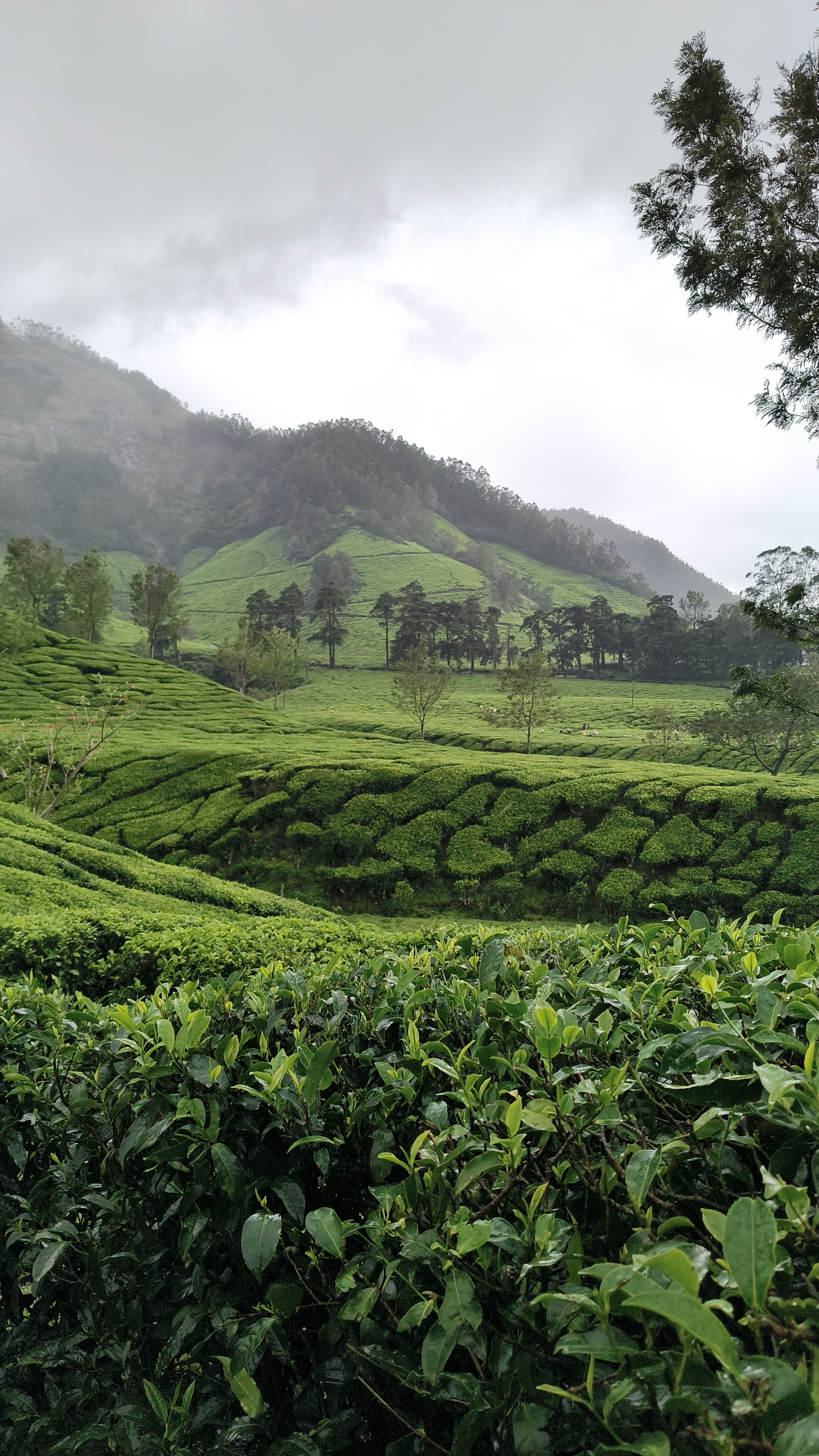 Kolukkumalai wide-angle sunrise with blue sky and distaKolukkumalai Horizon Sunrise – Peaceful mountain morningnt mountain lines